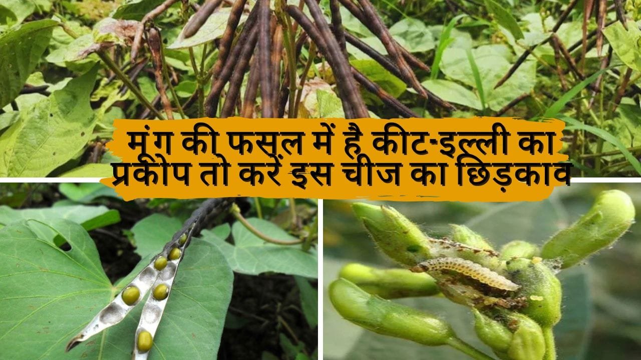 Agricultural Tips: मूंग की फसल में है कीट-इल्ली का प्रकोप, तो करें इस चीज का छिड़काव पैदावार में होगी जोरदार वृद्धि बंपर उत्पादन से भर जाएगा गोदाम
