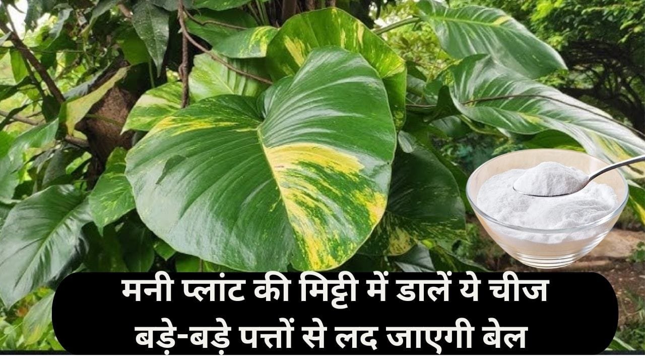 Gardening Tips: मनी प्लांट की मिट्टी में डालें ये चमत्कारी चीज, बड़े-बड़े पत्तों से लद जाएगी बेल दोगुना तेजी से होगा पौधे का विकास, जाने नाम