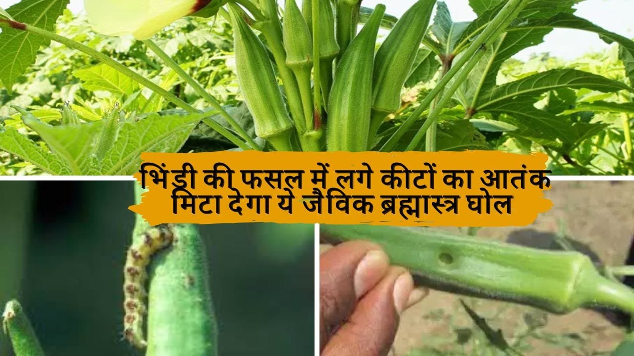 Agricultural Tips: भिंडी की फसल में लगे कीटों का आतंक मिटा देगा ये जैविक ब्रह्मास्त्र घोल, एकबार करें इस्तेमाल और देखें शानदार कमाल