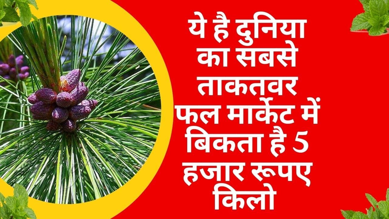 ये है दुनिया का सबसे ताकतवर फल, मार्केट में बिकता है 5 हजार रूपए किलो खेती से होगी लाखों रूपए की कमाई, जाने नाम