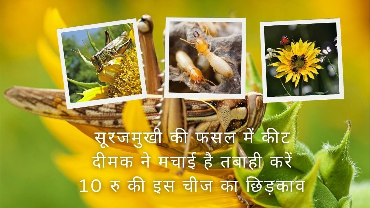 Agricultural Tips: सूरजमुखी की फसल में लगे कीट दीमक ने मचाई है तबाही, तो करें 10 रूपए की इस चीज का छिड़काव, जाने नाम