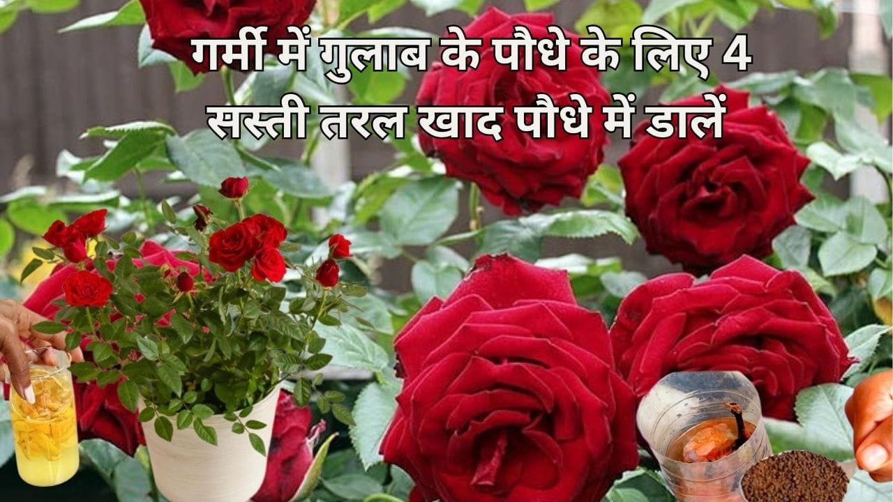 Gardening Tips: गर्मी में गुलाब के पौधे के लिए 4 सस्ती तरल खाद, पौधे में डालें गुच्छों में फूलों से लद जाएगा पौधा, जाने नाम