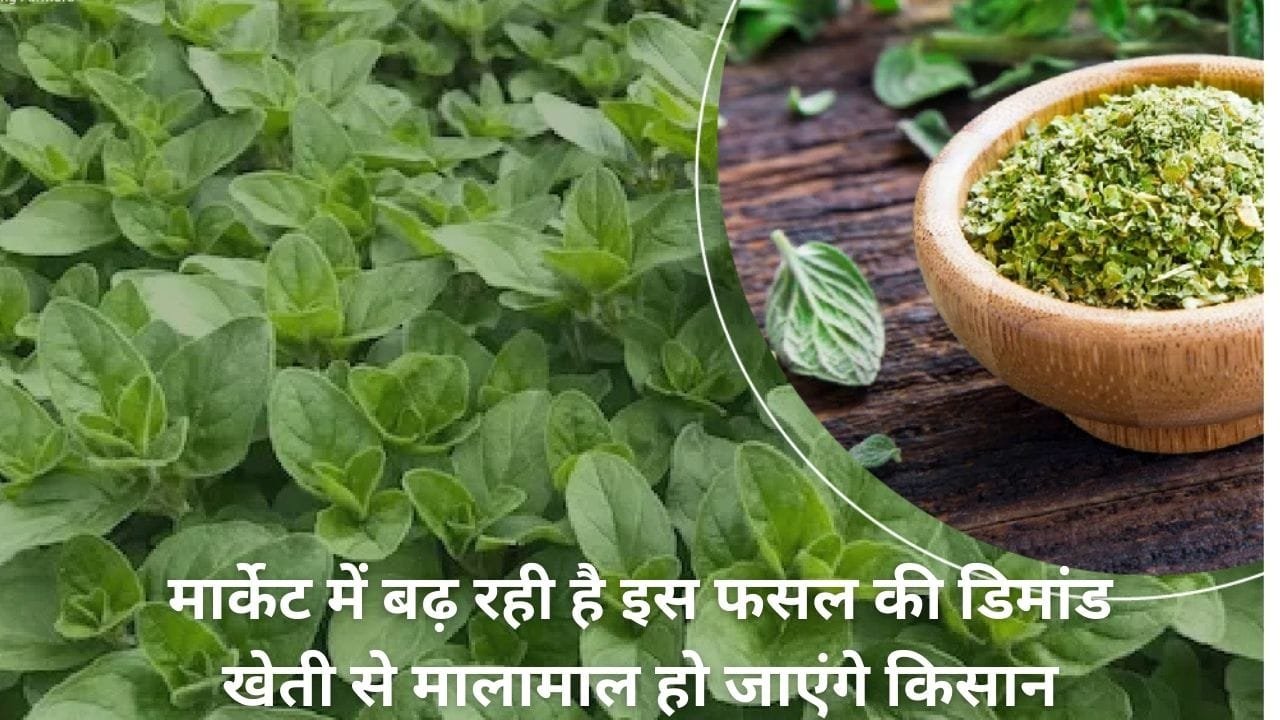 मार्केट में बढ़ रही है इस फसल की डिमांड, सिर्फ 90 दिनों में खेती से मालामाल हो जाएंगे किसान, जाने नाम