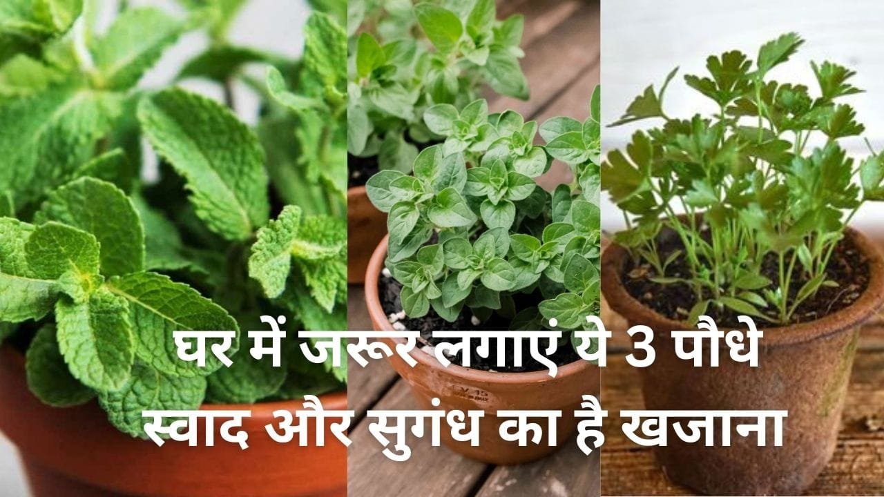 Gardening Tips: घर में जरूर लगाएं ये 3 पौधे, स्वाद और सुगंध का है खजाना पत्तियों की खुशबू से महक उठेगा पूरा घर किचन के कहलाते है किंग, जाने नाम
