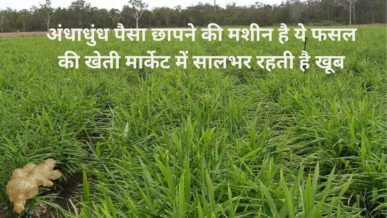 अंधाधुंध पैसा छापने की मशीन है ये फसल की खेती, मार्केट में सालभर रहती है खूब डिमांड खेती से बन जाएंगे धन्ना सेठ, जाने नाम