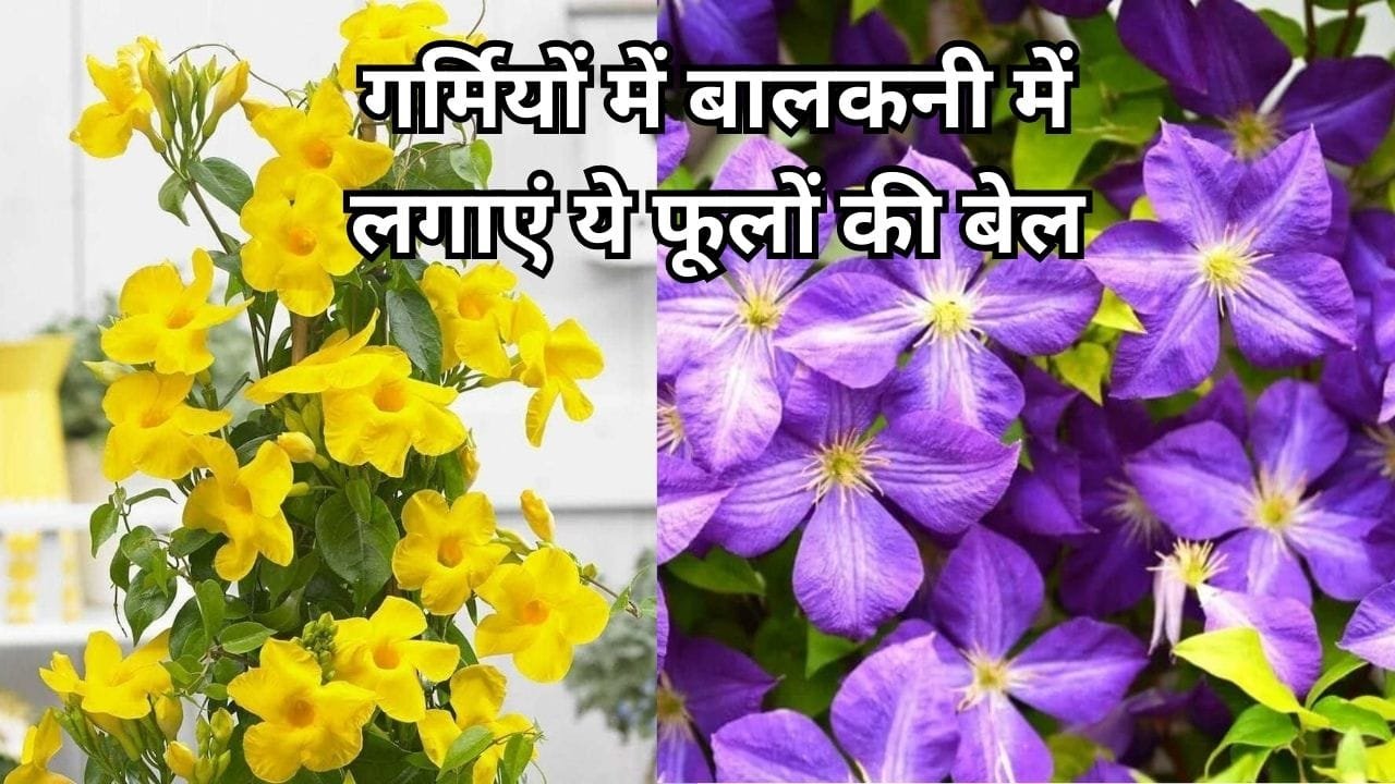 Gardening Tips: गर्मियों में बालकनी में लगाएं ये फूलों की बेल, मिलेगी AC जैसी ठंडक और हवा भी शुद्ध, जाने नाम