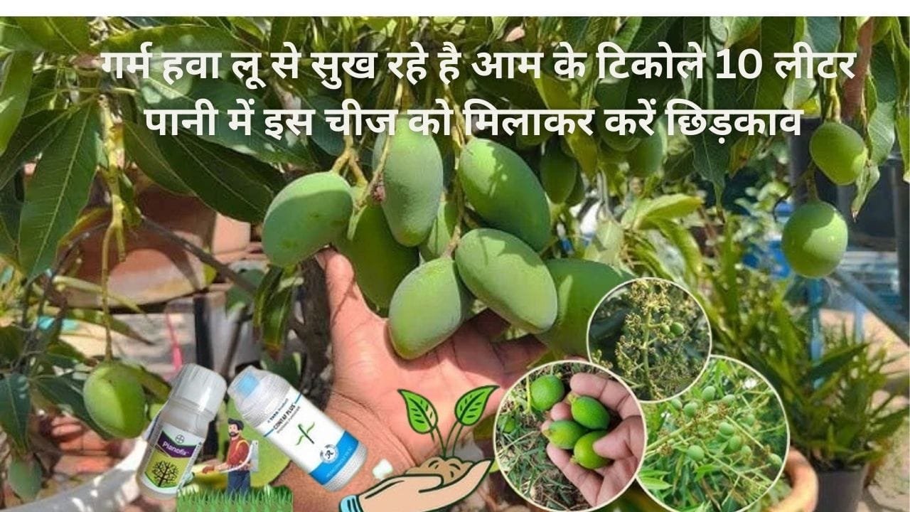 Agricultural Tips: गर्म हवा लू से सुख रहे है आम के टिकोले, 10 लीटर पानी में इस चीज को मिलाकर करें छिड़काव फल के आकार गुणवत्ता में होगा सुधार
