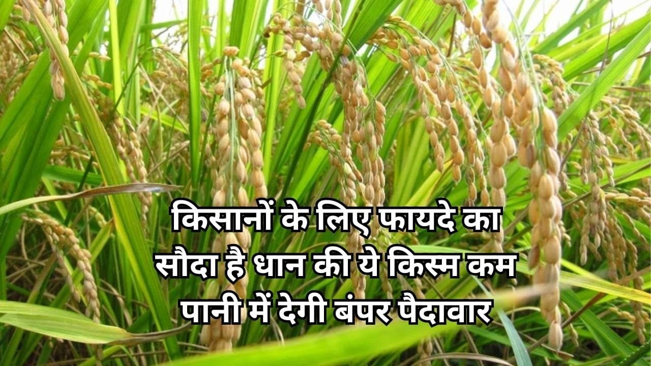 किसानों के लिए फायदे का सौदा है धान की ये किस्म, कम पानी में देगी बंपर पैदावार एक हेक्टेयर में खेती से आएंगे लाखों, जाने नाम