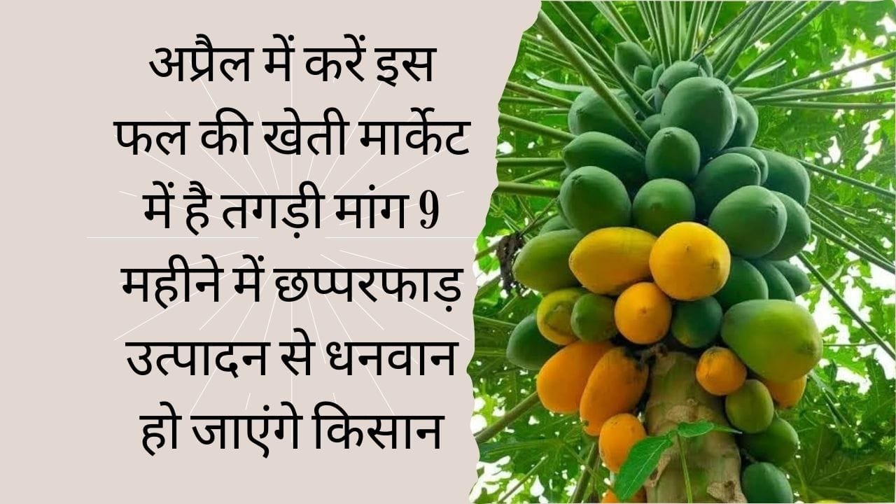 अप्रैल में करें इस फल की खेती, मार्केट में है तगड़ी मांग 9 महीने में छप्परफाड़ उत्पादन से धनवान हो जाएंगे किसान, जाने नाम