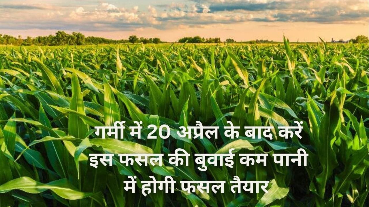 गर्मी में 20 अप्रैल के बाद करें इस फसल की बुवाई, कम पानी में होगी फसल तैयार एक एकड़ में देगी बंपर पैदावार, जाने नाम