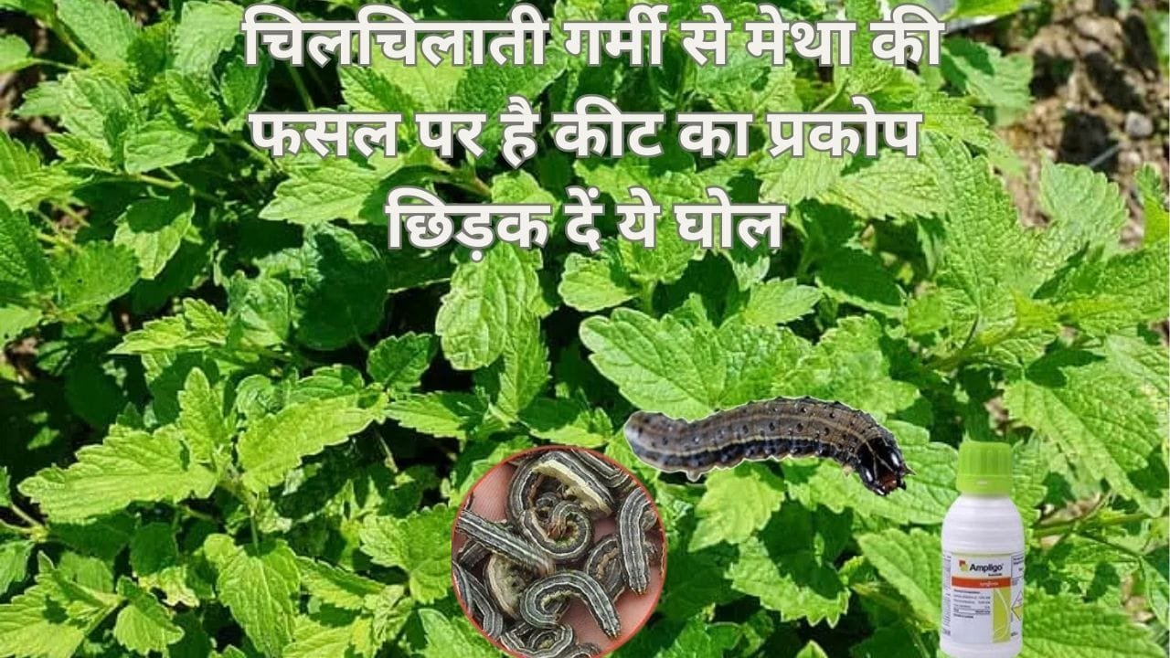 Agricultural Tips: चिलचिलाती गर्मी से मेथा की फसल पर है कीट का प्रकोप, छिड़क दें ये घोल लहलहा जाएगी फसल, जाने नाम