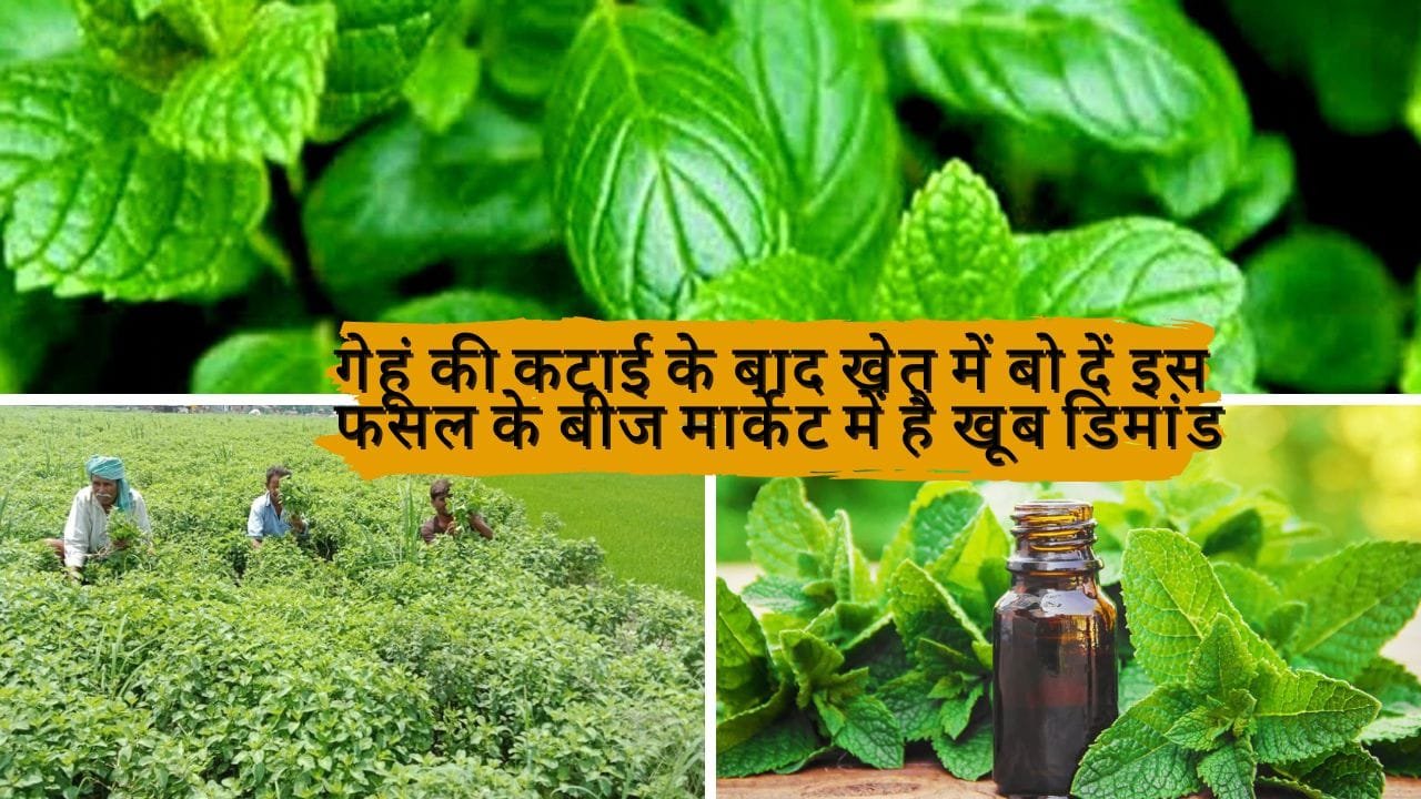 गेहूं की कटाई के बाद खेत में बो दें इस फसल के बीज, 90 दिनों में फसल होगी तैयार मार्केट में है खूब डिमांड, जाने नाम
