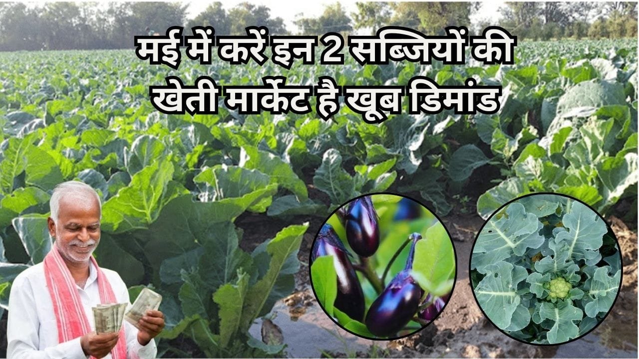 मई में करें इन 2 सब्जियों की खेती, मार्केट है खूब डिमांड खेती से 90 दिनों में आएंगे लाखों रूपए पैसों से लबालब भर जाएगी जेब, जाने नाम