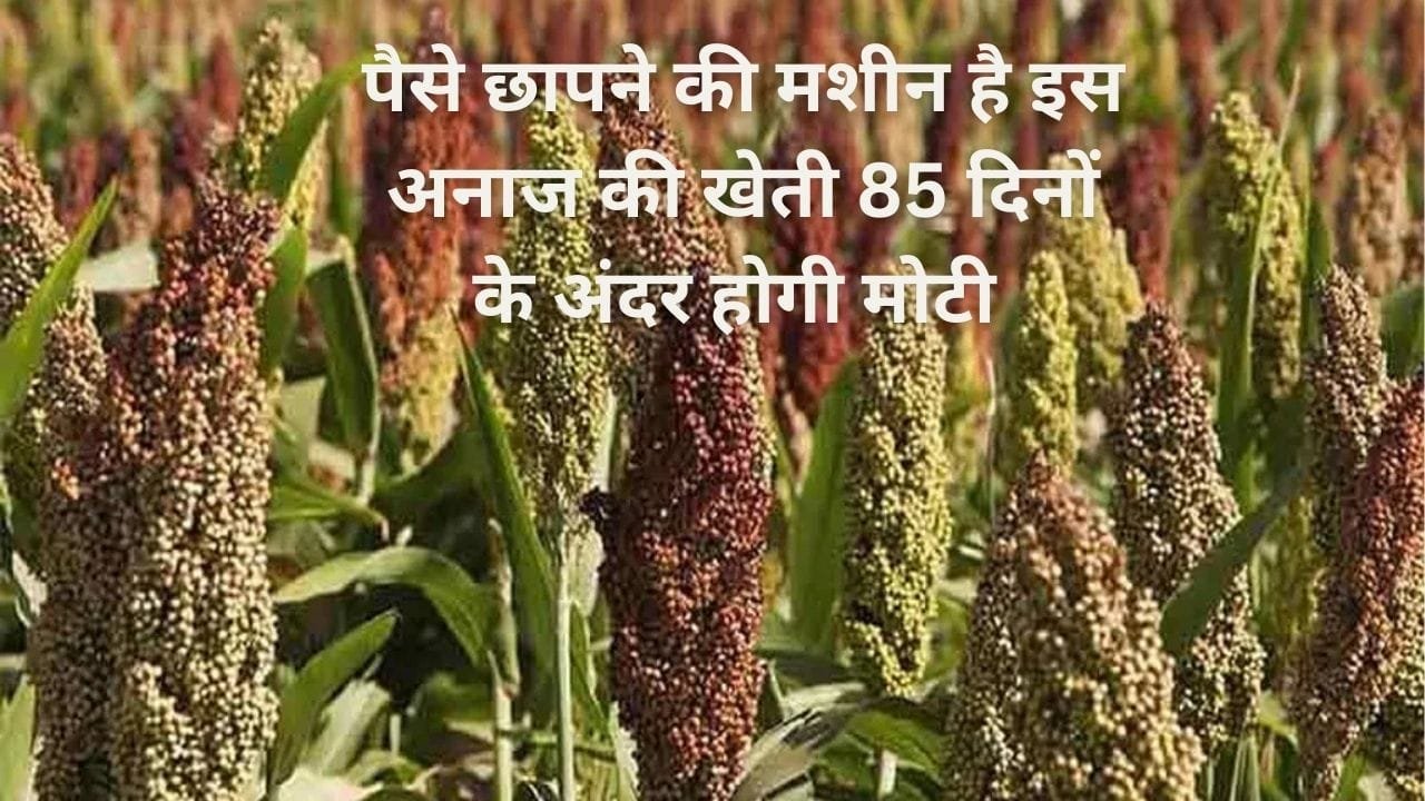 पैसे छापने की मशीन है इस अनाज की खेती, सिर्फ 85 दिनों के अंदर होगी मोटी कमाई के साथ बंपर उत्पादन, जाने नाम