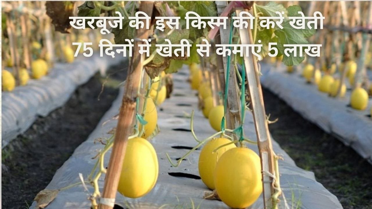 खरबूजे की इस किस्म की करें खेती, सिर्फ 75 दिनों में खेती से कमाएं 5 लाख एक एकड़ में होगा बंपर उत्पादन, जाने नाम