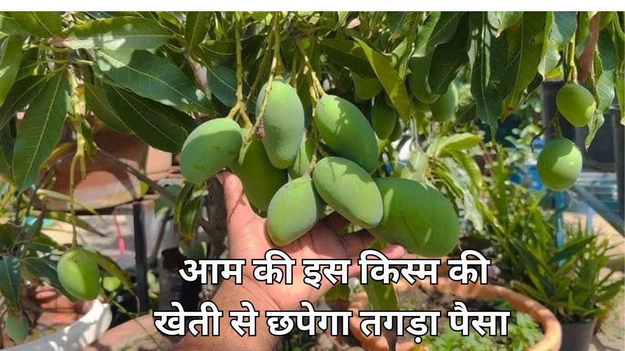 आम की इस किस्म की खेती से छपेगा तगड़ा पैसा, एकबार करें पौधों की रोपाई जीवन भर होगी करोड़ों की कमाई मार्केट में है खूब डिमांड, जाने नाम