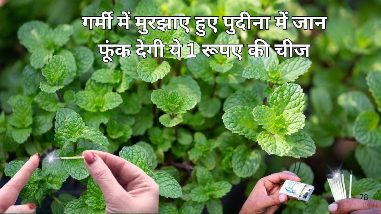 Gardening tips: गर्मी में मुरझाए हुए पुदीना में जान फूंक देगी ये 1 रूपए की चीज, हरी भरी पत्तियों से घना हो जाएगा पौधा, जाने नाम