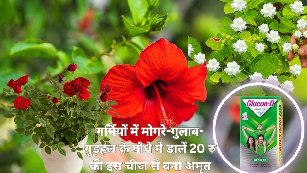गर्मियों में मोगरे-गुलाब-गुड़हल के पौधे में डालें 20 रूपए की इस चीज से बना अमृत, अनगिनत फूल और कलियों से लद जाएंगे पौधे, जाने नाम