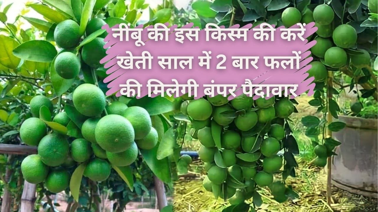 अप्रैल-मई में नींबू की इस किस्म की करें खेती, साल में 2 बार फलों की मिलेगी बंपर पैदावार खेती से आएंगे लाखों रूपए, जाने नाम