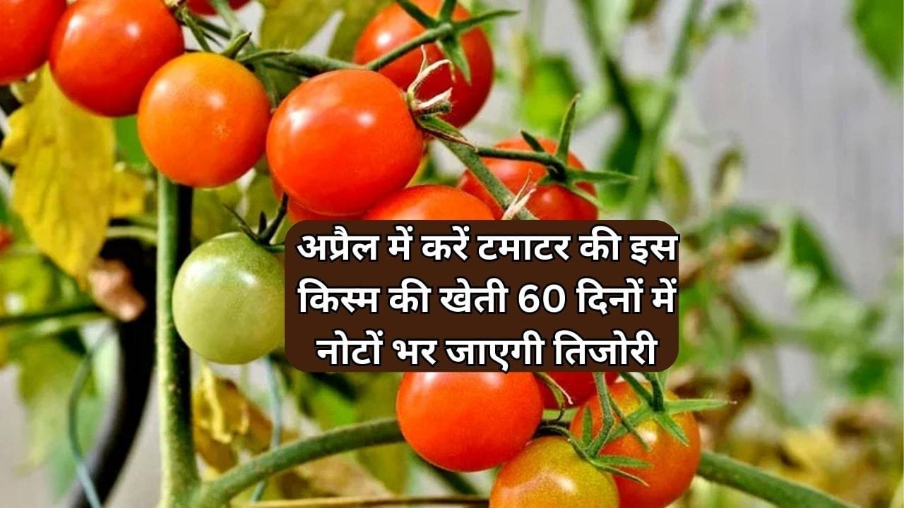 अप्रैल में करें टमाटर की इस किस्म की खेती, 60 दिनों में नोटों भर जाएगी तिजोरी एक एकड़ में होगा छप्परफाड़ उत्पादन, जाने बुवाई का तरीका