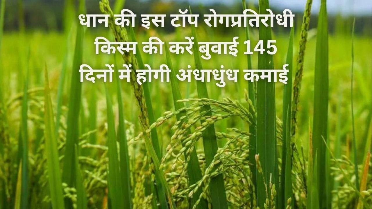 धान की इस टॉप रोगप्रतिरोधी किस्म की करें बुवाई, 145 दिनों में होगी अंधाधुंध कमाई के साथ छप्परफाड़ पैदावार, जाने नाम