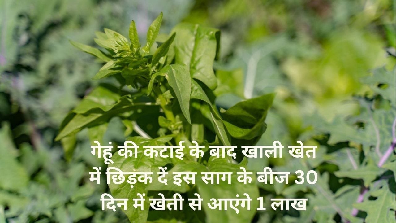 अप्रैल में गेहूं की कटाई के बाद खाली खेत में छिड़क दें इस साग के बीज, 30 दिन में खेती से आएंगे 1 लाख बरसात से पहले हो जाएंगे मालामाल