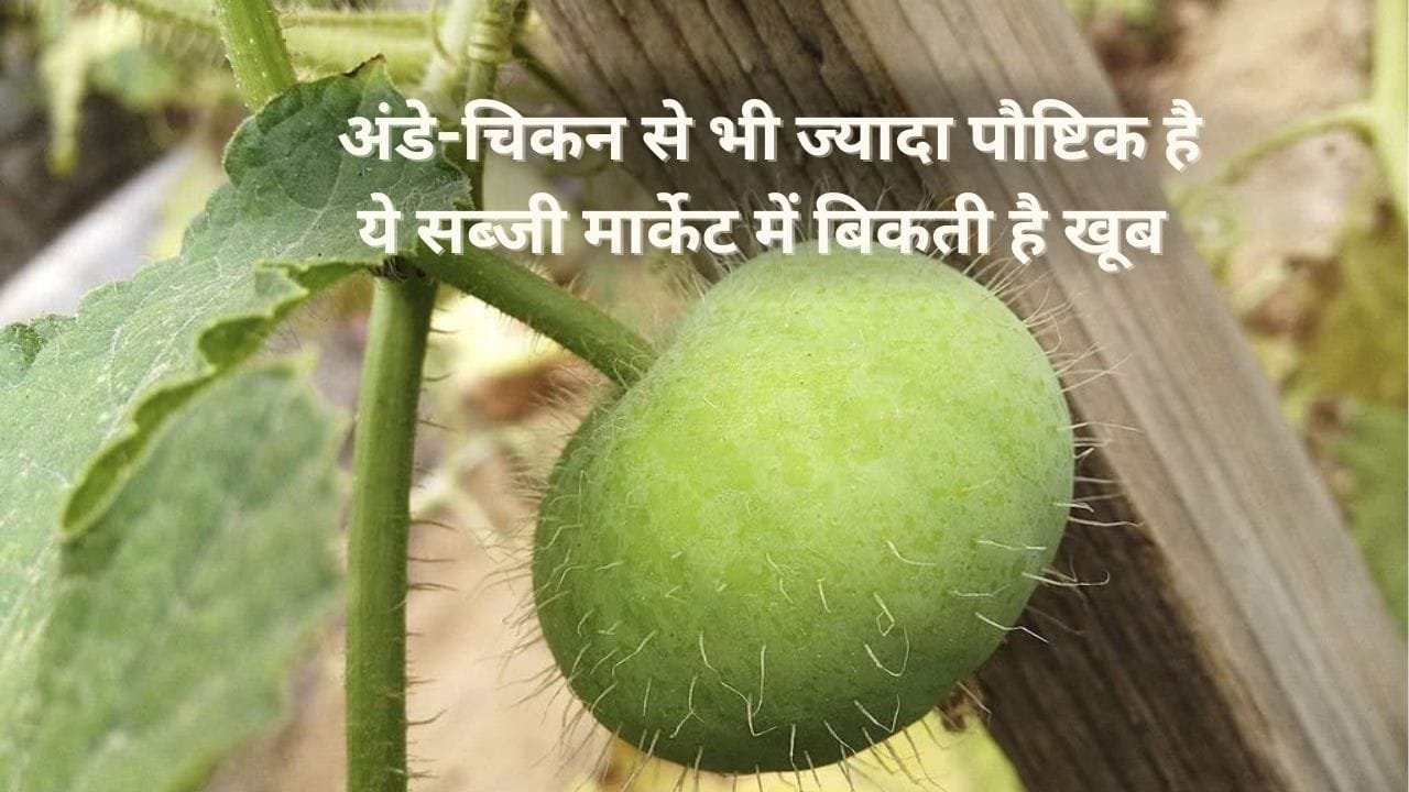 अंडे-चिकन से भी ज्यादा पौष्टिक है ये सब्जी, मार्केट में बिकती है खूब खेती से कराएगी छप्परफाड़ कमाई, जाने नाम