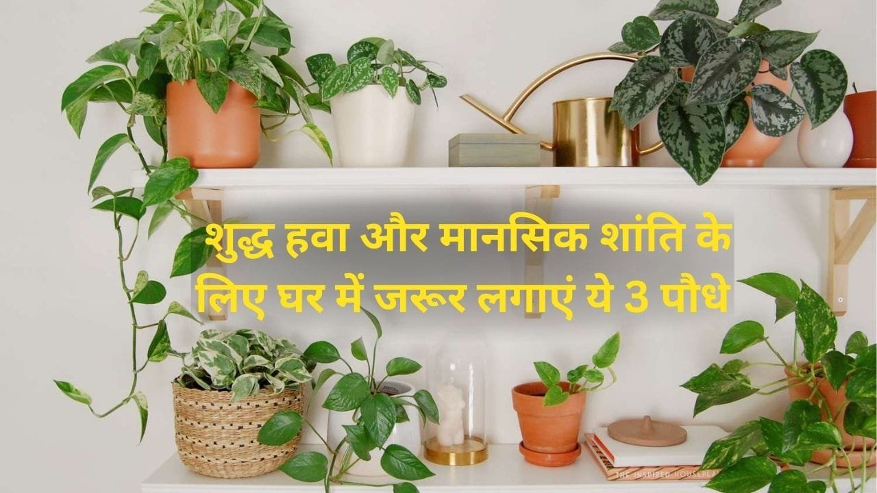 Gardening tips: शुद्ध हवा और मानसिक शांति के लिए घर में जरूर लगाएं ये 3 पौधे, सेहत के साथ घर की सुंदरता का भी रखते है ख्याल