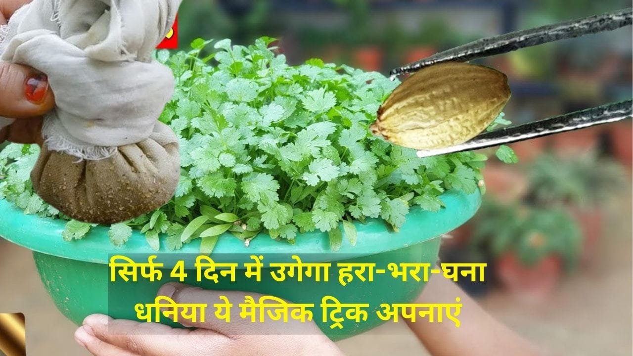 Gardening tips: सिर्फ 4 दिन में उगेगा हरा-भरा खूब-घना धनिया, ये मैजिक ट्रिक अपनाएं और घर में ही पाएं फ्रेश धनिया, जाने प्रोसेस