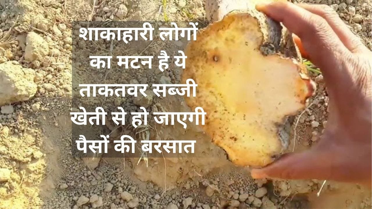 शाकाहारी लोगों का मटन है ये ताकतवर सब्जी, खेती से हो जाएगी पैसों की बरसात खाद-उर्वरक की भी नहीं है जरूरत, जाने नाम