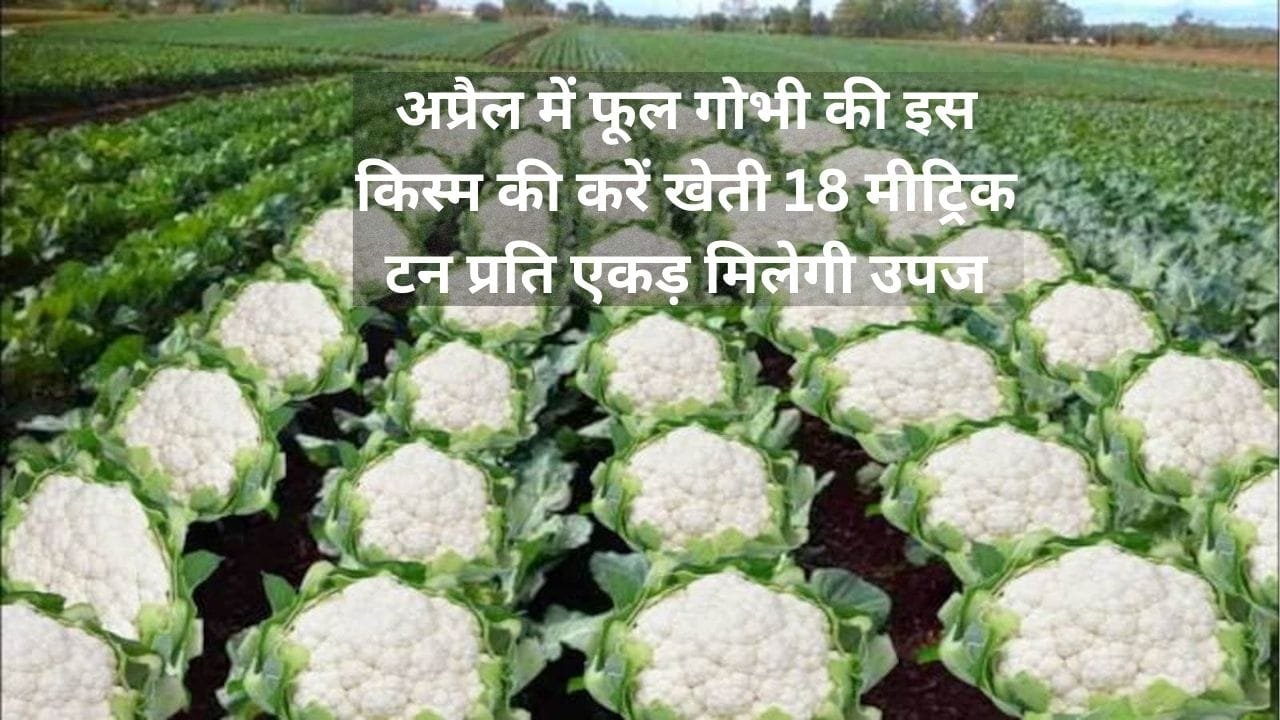 अप्रैल में फूल गोभी की इस किस्म की करें खेती, 18 मीट्रिक टन प्रति एकड़ मिलेगी उपज, जाने बुवाई का बेस्ट तरीका