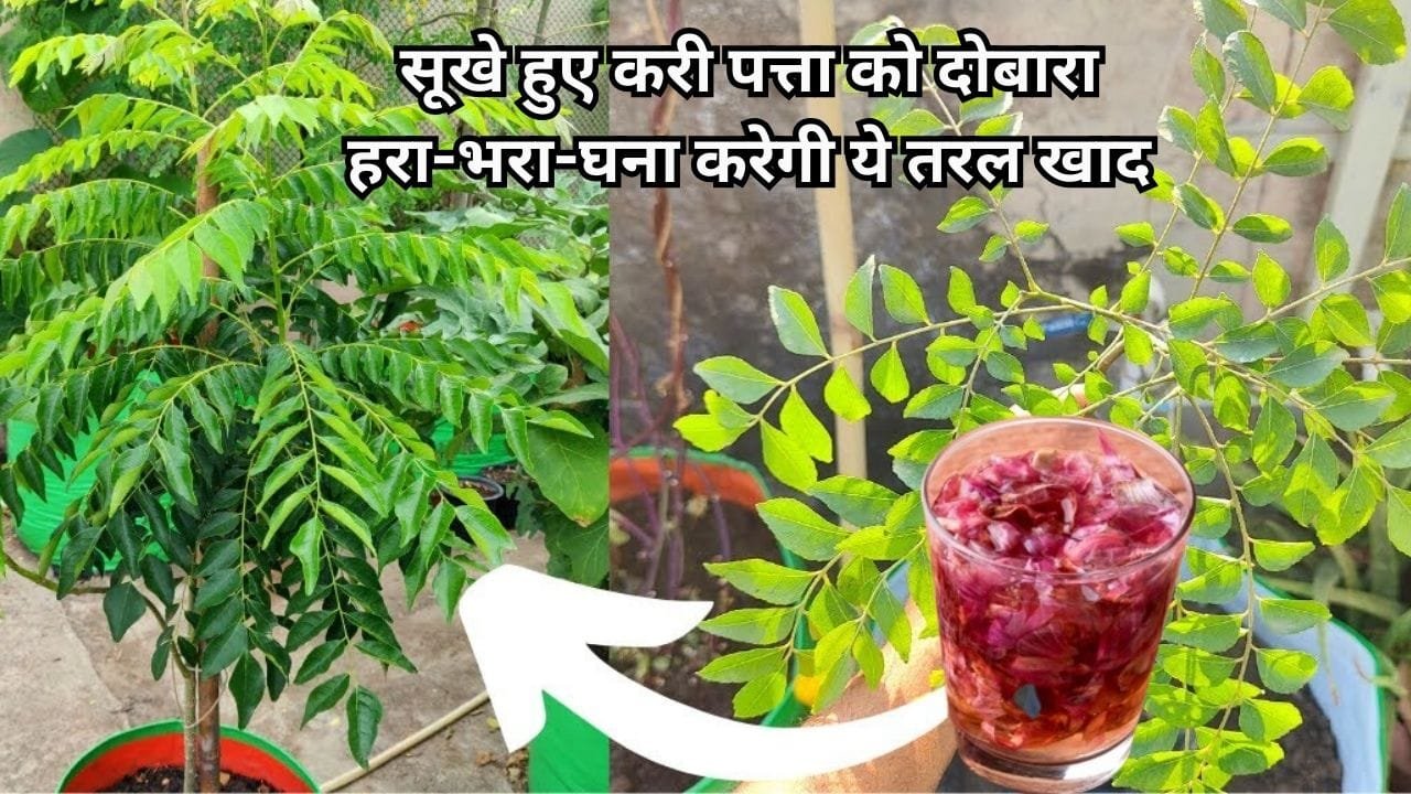 Gardening Tips: सूखे हुए करी पत्ता को दोबारा हरा-भरा-घना करेगी ये तरल खाद, बिना एक पैसा खर्च करके घर पर बनाएं, जाने नाम