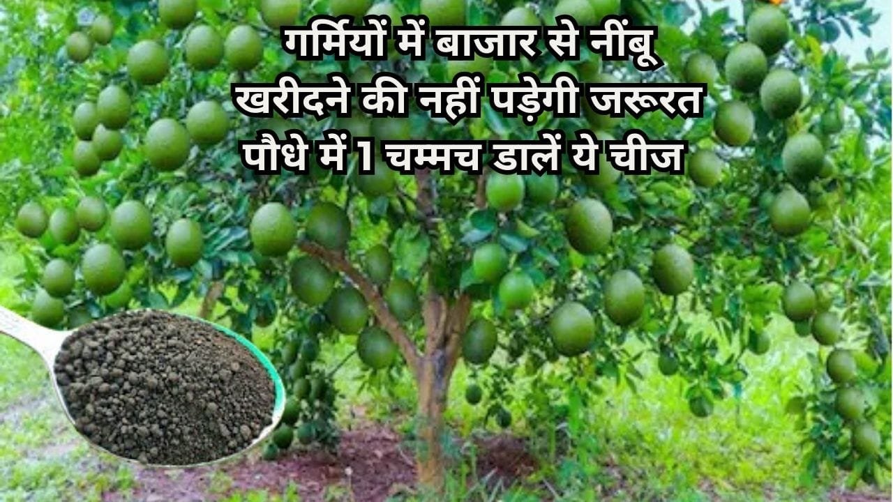 Gardening Tips: गर्मियों में बाजार से नींबू खरीदने की नहीं पड़ेगी जरूरत, बस पौधे में 1 चम्मच डालें ये चीज और पाएं बंपर रसीले नींबू की पैदावार