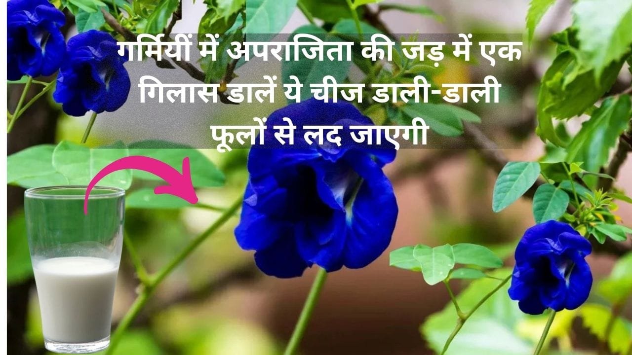 Gardening Tips: गर्मियीं में अपराजिता की जड़ में एक गिलास डालें ये चीज, पौधे की डाली-डाली अनगिनत फूलों से लद जाएगी, जाने नाम