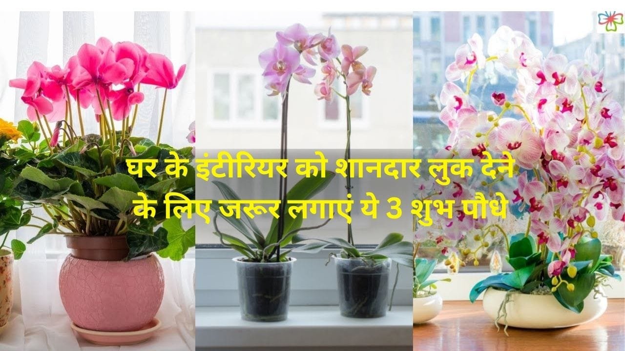 घर के इंटीरियर को शानदार लुक देने के लिए जरूर लगाएं ये 3 शुभ पौधे, बरकत में भी होगी बेशुमार वृद्धि रूम फ्रेशनर का भी करेंगे काम, जाने नाम