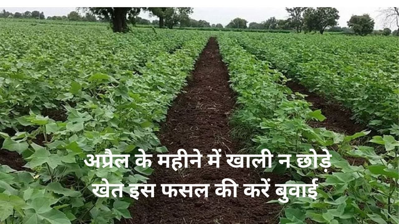 अप्रैल के महीने में खाली न छोड़े खेत, इस फसल की करें बुवाई बंजर जमीन भी उगलेगी सोना होगी तगड़ी कमाई, जाने नाम