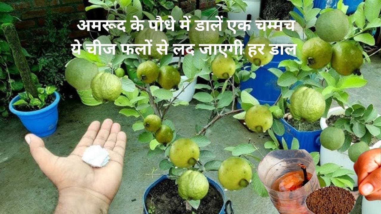 Gardening Tips: अमरूद के पौधे में डालें एक चम्मच ये चीज, फलों में कीड़े लगने की समस्या होगी खत्म अनगिनत रोगमुक्त फलों से लद जाएगी हर डाल