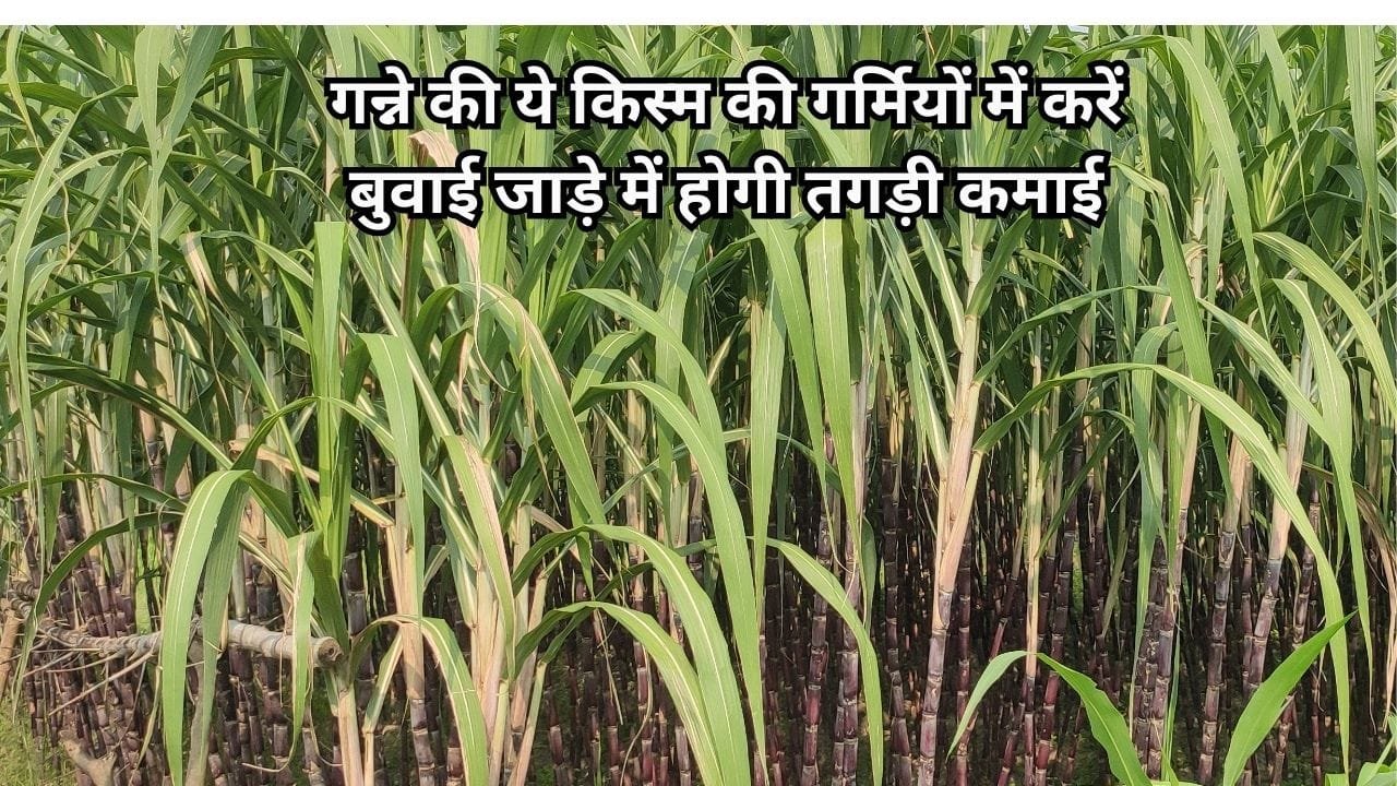 गन्ने की ये किस्म से किसानों की चमकेगी किस्मत, गर्मियों में करें बुवाई जाड़े में होगी तगड़ी कमाई खेती से छपेगा अधाधुंध पैसा, जाने नाम