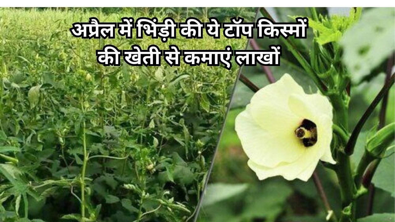 अप्रैल में भिंड़ी की ये टॉप किस्मों की करें बुवाई, 50 दिनों में खेती खेती से कमाएं लाखों, जाने ग्रीष्म ऋतु में बुवाई का तरीका