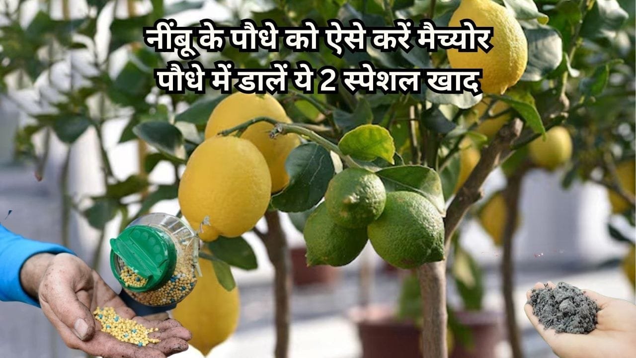 नींबू के पौधे को ऐसे करें मैच्योर, पौधे में डालें ये 2 स्पेशल खाद फल गिरने की समस्या होगी खत्म 20 साल पुराना पेड़ भी गुच्छों में फलों से लद जाएगा