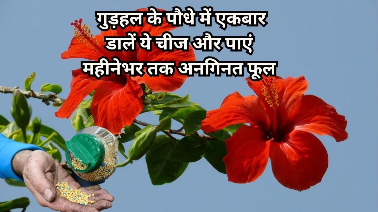 Gardening tips: गुड़हल के पौधे में एकबार डालें ये चीज और पाएं महीनेभर तक अनगिनत फूल, माली का ये राज हर किसी के नहीं है पास
