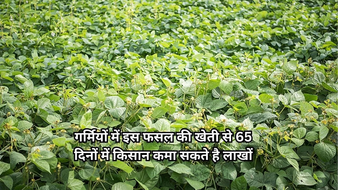 गर्मियों में इस फसल की खेती से सिर्फ 65 दिनों में किसान कमा सकते है लाखों, मार्केट में बिकती है 100 रूपए किलो, जाने नाम