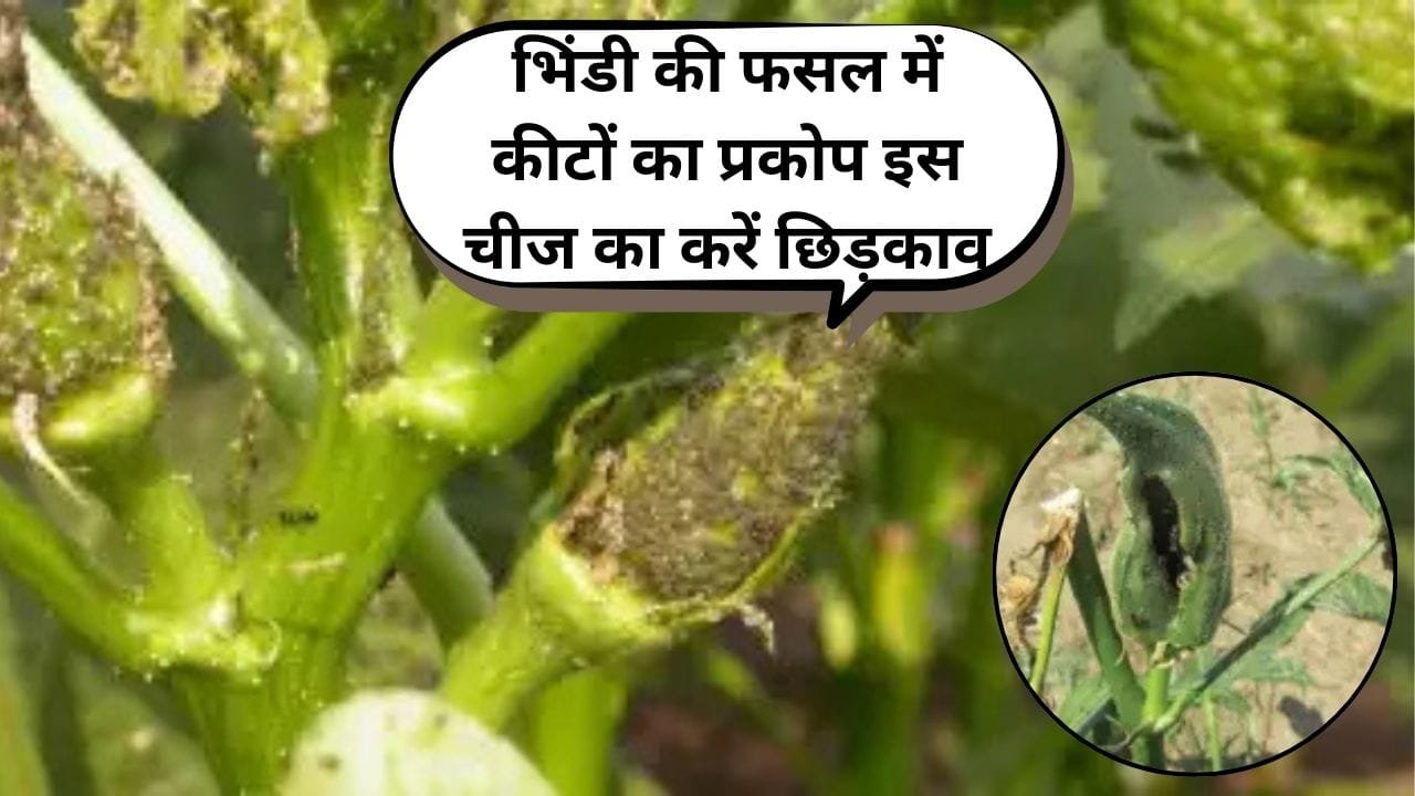 Agricultural Tips: भिंडी की फसल में कीटों का प्रकोप, इस चीज का करें छिड़काव गायब हो जाएंगे सारे कीड़े, जाने नाम