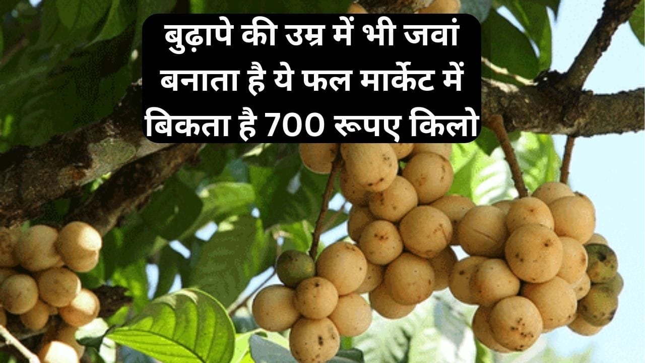 बुढ़ापे की उम्र में भी जवां बनाता है ये फल, मार्केट में बिकता है 700 रूपए किलो खेती से मालामाल हो जाएंगे किसान, जाने नाम