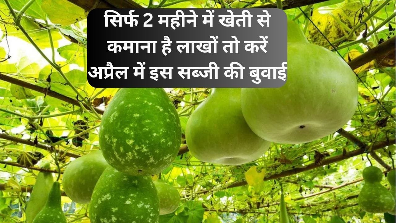 गर्मियो में मार्केट में धड़ल्लें से बिक रहा ये फल, किसानों को बना रहा मालामाल साल में सिर्फ 2 महीने आता है नजर खेती से कमाएं 2 लाख, जाने नाम