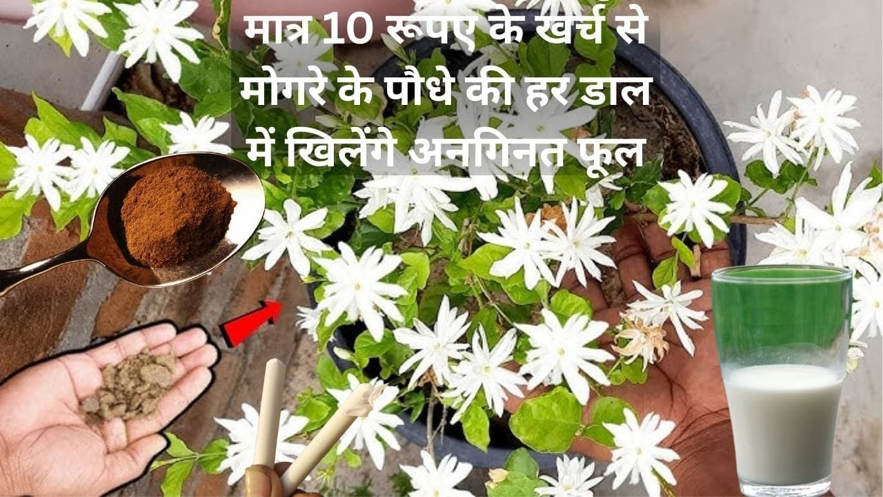 Gardening tips: मात्र 10 रूपए के खर्च से मोगरे के पौधे की हर डाल में खिलेंगे अनगिनत फूल, बस पौधे में डालें ये 3 स्पेशल चीजें, जाने नाम