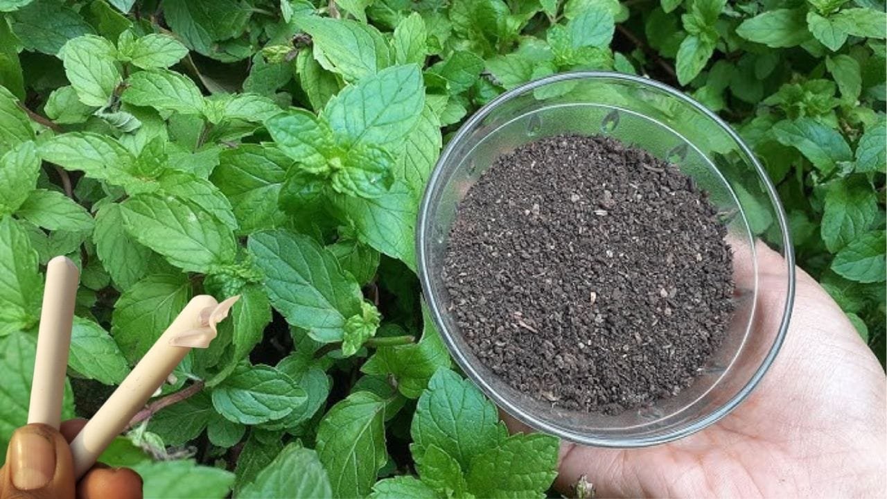 Gardening tips: गर्मियों में रॉकेट की स्पीड से बढ़ेगी पुदीने के पौधे की ग्रोथ, पौधे में डालें ये खाद हरा-भरा बरगद जैसा घना होगा पौधा