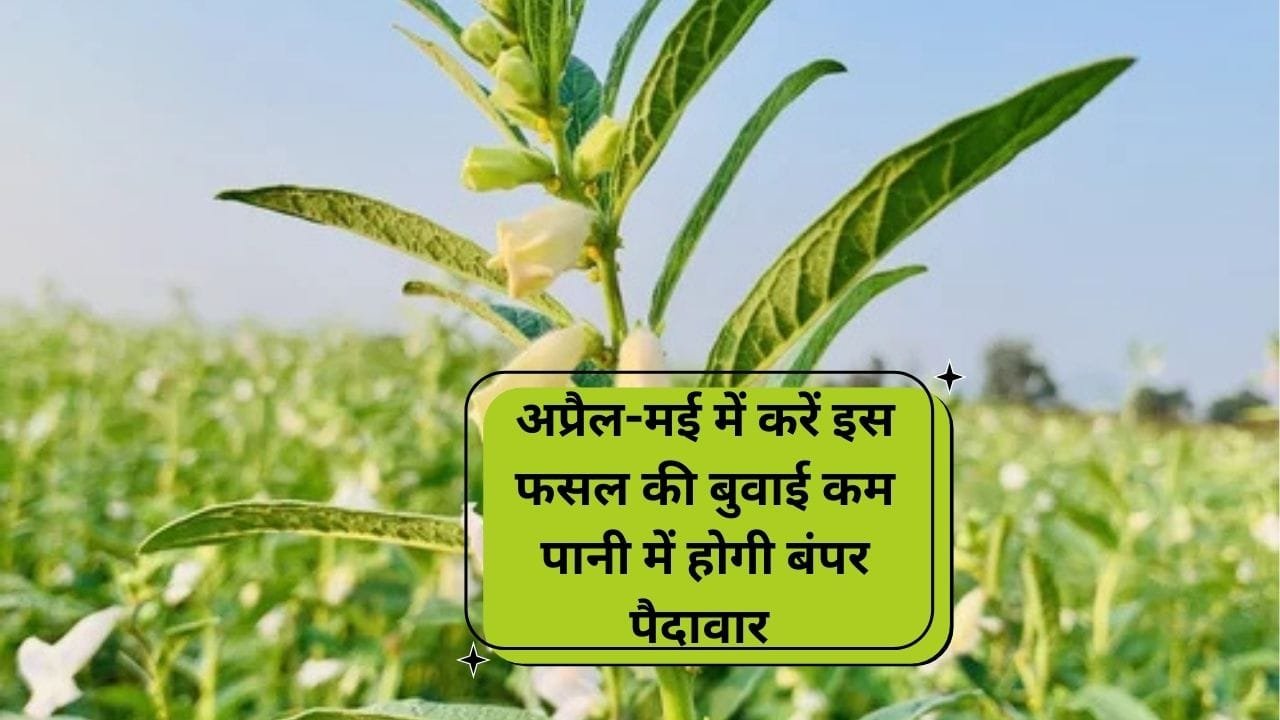 अप्रैल-मई में जरूर करें इस फसल की बुवाई, कम पानी में होगी बंपर पैदावार के साथ छप्परफाड़ कमाई, जाने ग्रीष्म ऋतु में बुवाई का तरीका