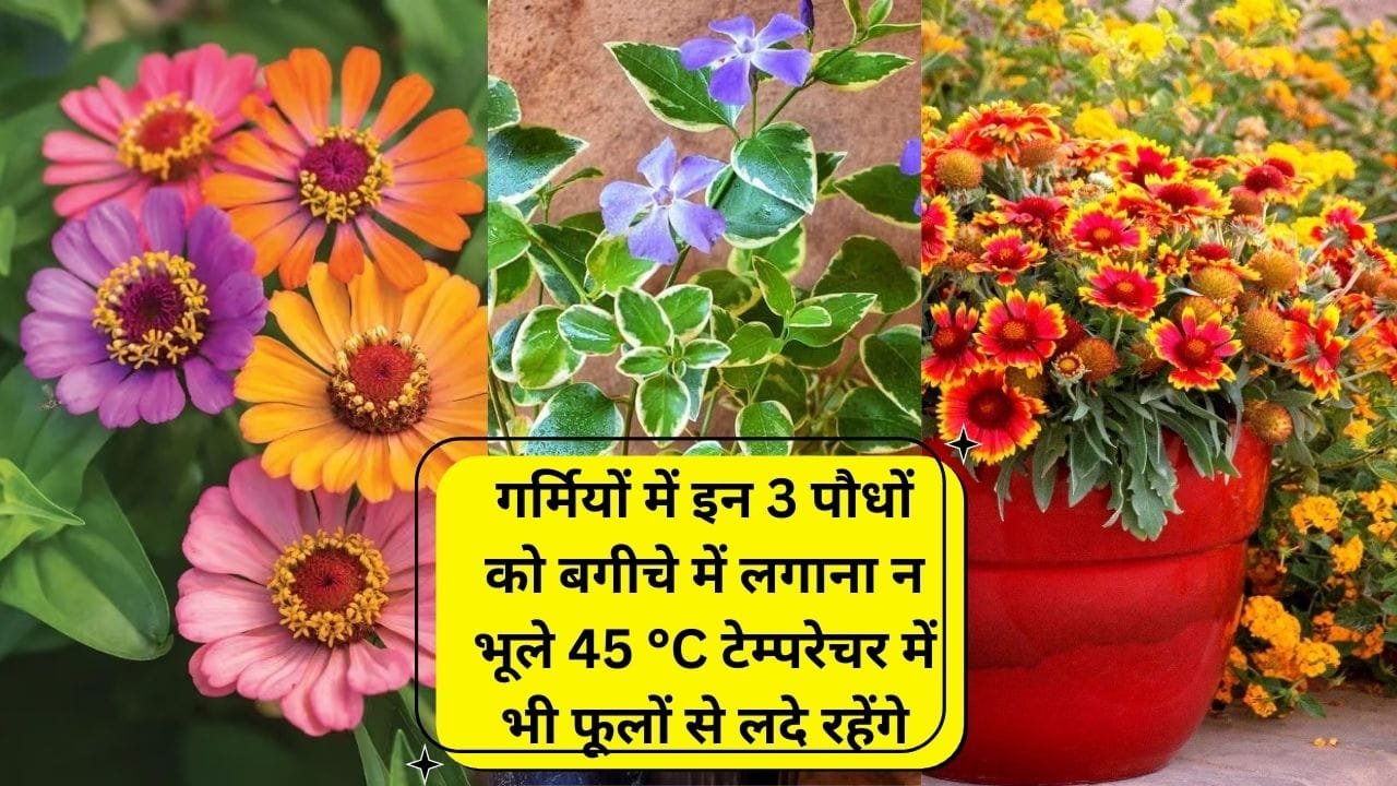 Gardening tips: गर्मियों में इन 3 पौधों को बगीचे में लगाना न भूले, 45 °C टेम्परेचर में भी हरे भरे फूलों से लदे रहेंगे, जाने नाम