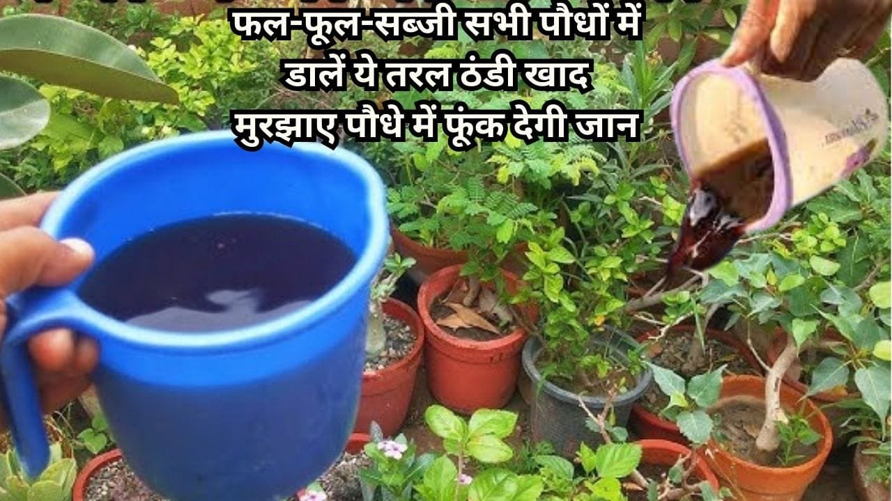 Gardening tips: फल-फूल-सब्जी सभी पौधों में डालें ये तरल ठंडी खाद, गर्मी में पीली नहीं पड़ेगी पत्तियां मुरझाए पौधे में आएगी नई जान, जाने नाम